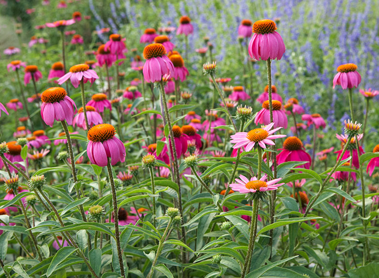 purple coneflower easy perennials: Native purple coneflowers do best in full sun to part shade. You’ll also find hybrids in other colors, such as white, orange, yellow and red.