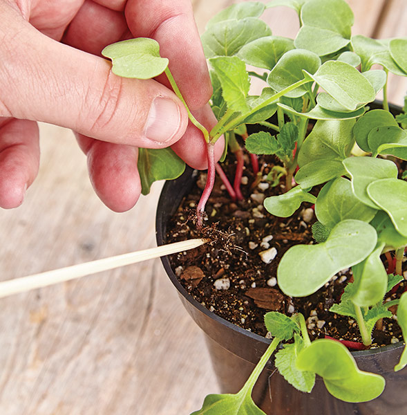 ht-ss-successfully-start-seeds-6: Bamboo skewers are a smart way to handle delicate seedlings.