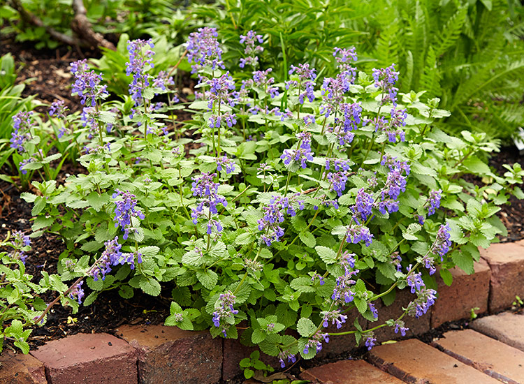 Catmint nepeta easy perennials: Catmint blooms in late spring and again in summer if you shear it after it blooms.