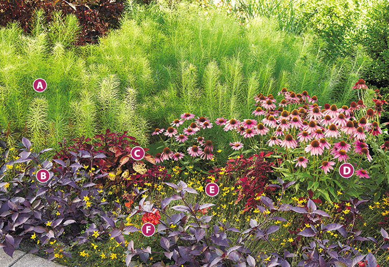Summer garden bed with coneflowers lettered photo