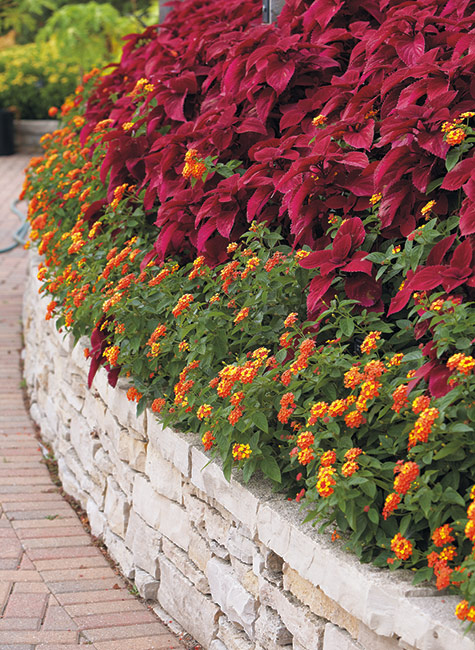 Garden border filled with coleus and lantana: This raised bed of lantana and coleus adds wow factor with only 2 types of plants.