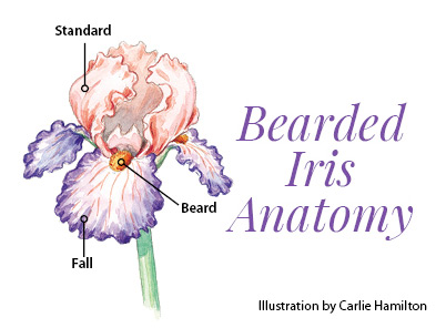 Bearded Iris anatomy illustration by Carlie Hamilton