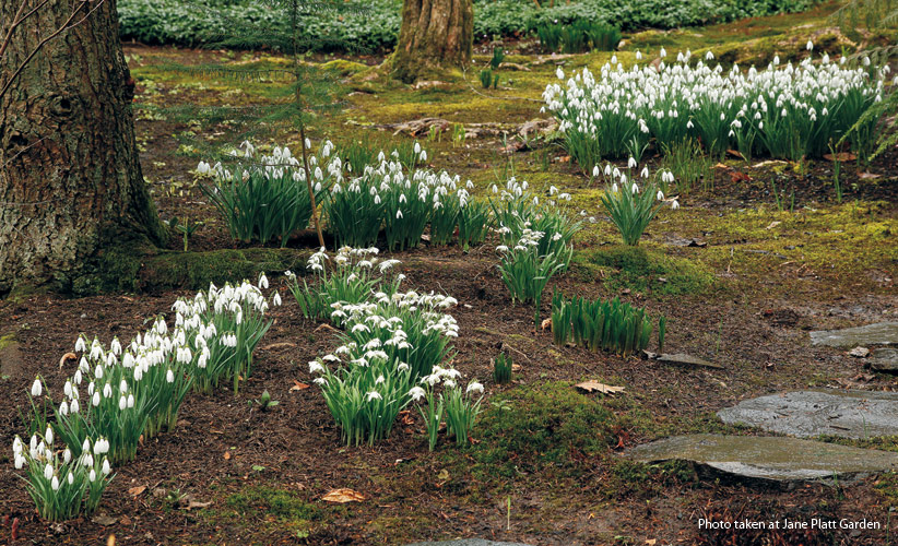 雪花莲是一种很好的球茎植物，适合在花园的阴凉处种植。