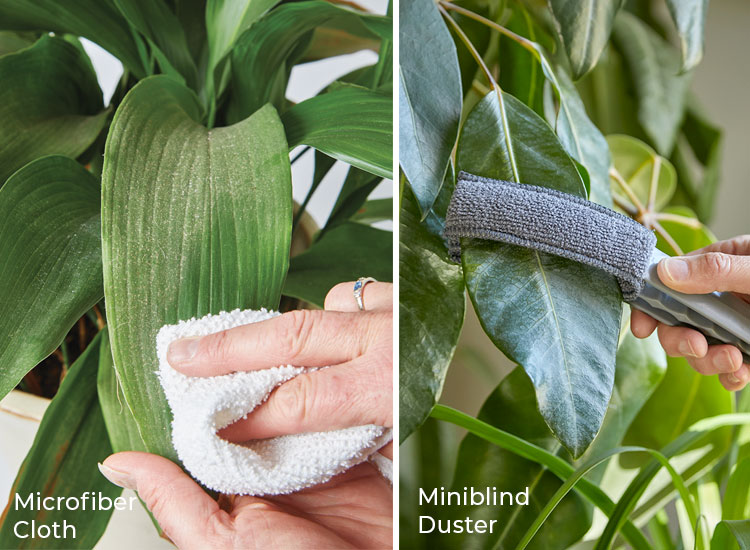 Dusting houseplants with microfiber cloths and miniblind duster