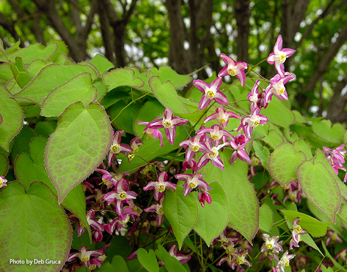 Epimedium easy shade perennial: Epimedium is a great candidate for growing under the canopy of large trees.