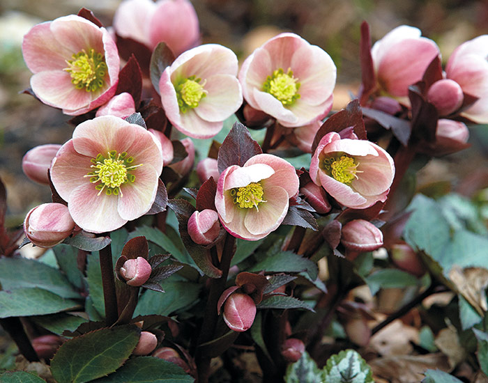 Gold Collection Pink Frost Hellebore: Hellebores are some of the first flowers to emerge in late winter and early spring. 