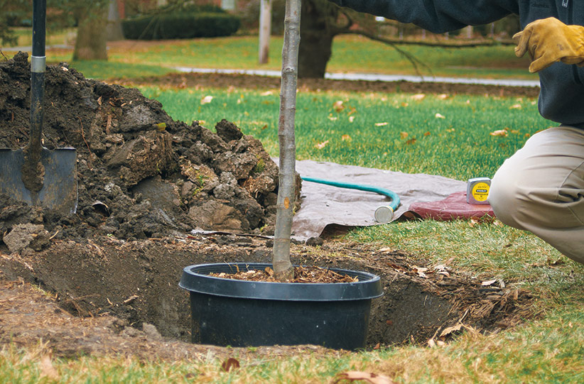 ht-p-plant-a-tree-in-4-steps-1: Dig a hole two to three times the width of the root ball.