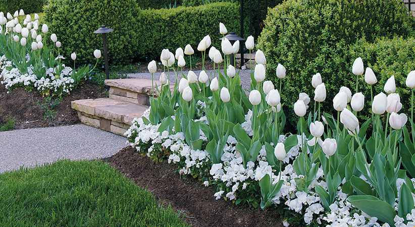 Mass planting of white tulips.
