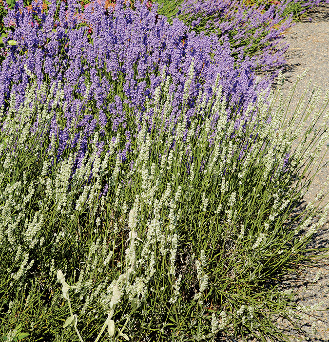Lavender plants along a pathway: Adding fragrant plants like lavender along pathways begs visitors to reach out and touch, activating the scent.