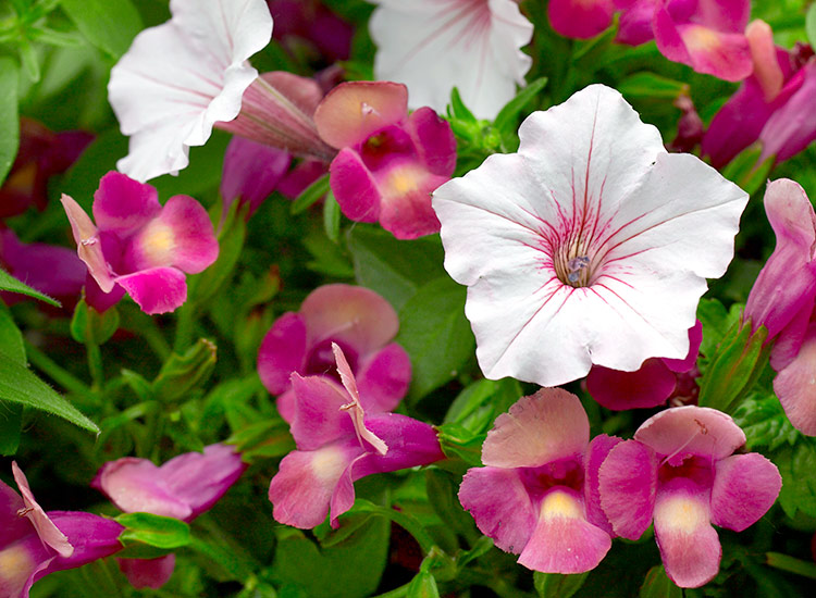 These Supertunia Vista Silverberry and 'Magenta Moon' wishbone flowers make beautiful additions to hanging baskets.