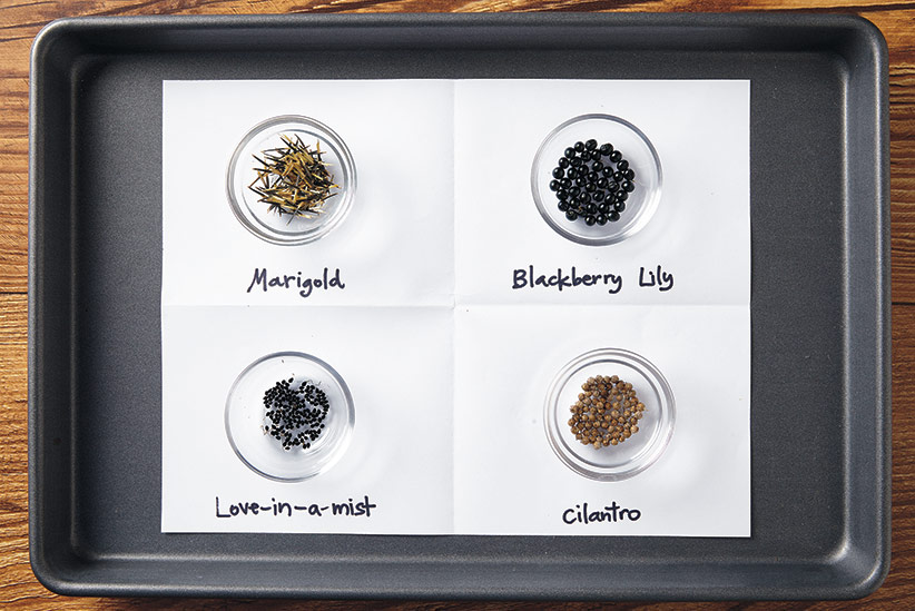 ht-ss-store-seeds-collected-2: Keep seeds organized to prevent them from mixing together while drying on a tray with more than one type. Be sure to label them.