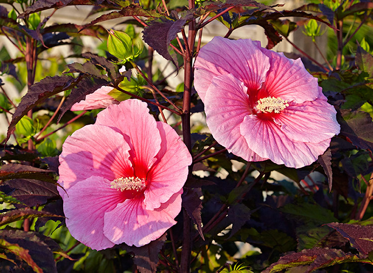 Summerific Summer Storm hardy hibiscus easy perennial: Add tropical flair to your garden with hardy hibiscus, a beautiful and easy plant for beginners.