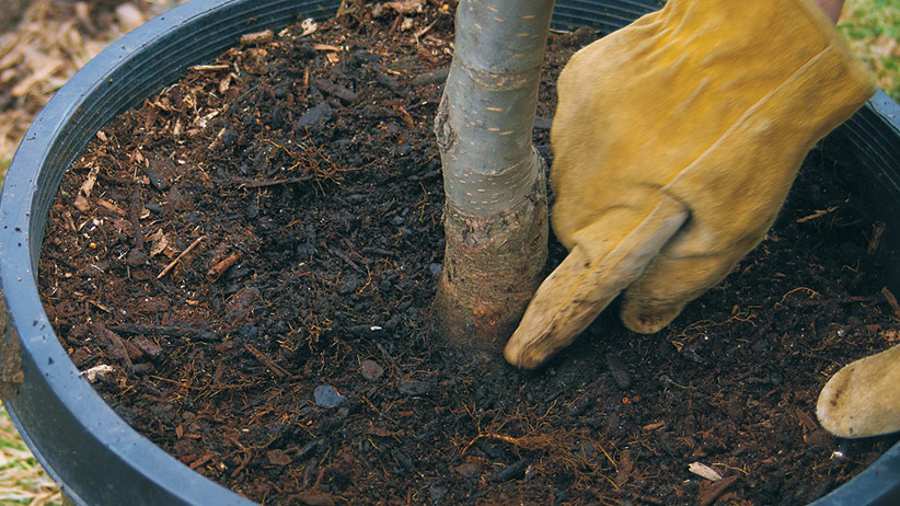 ht-p-plant-a-tree-in-4-steps-3: When you plant your tree, the root collar should be at or just above the soil line.